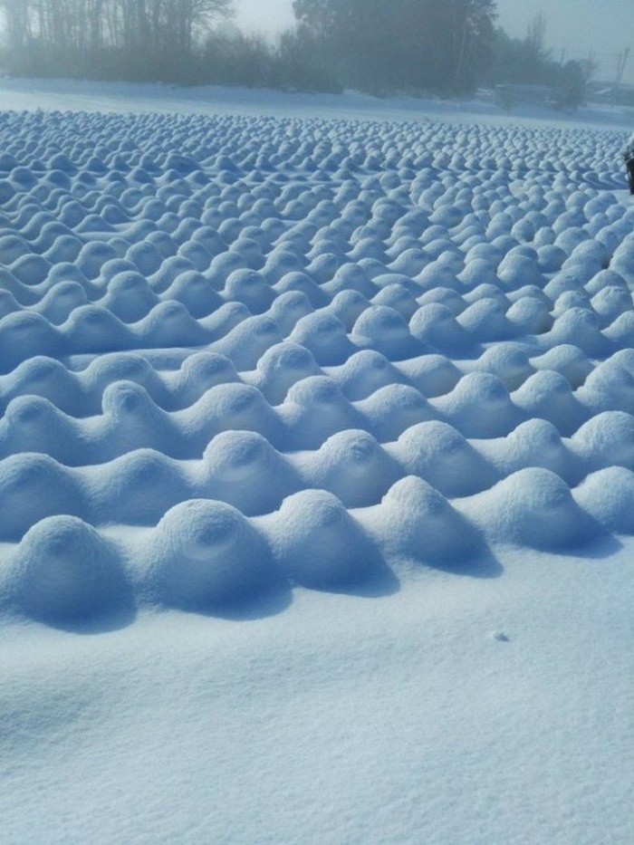 Снег на капустном поле
