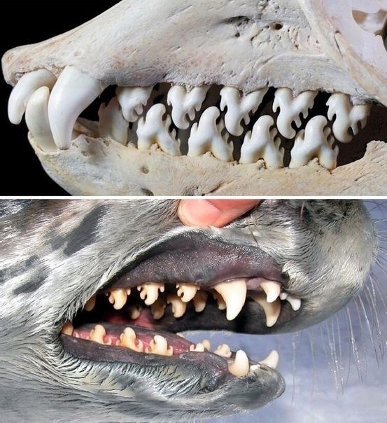 Зубы тюленя