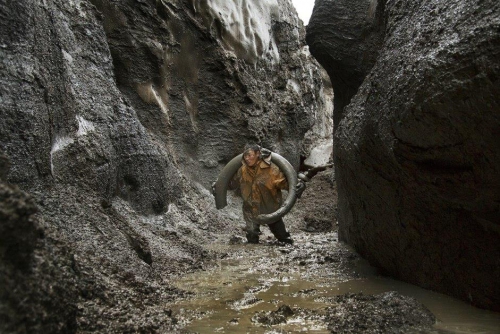 Добыча бивня мамонта в Якутии, Крайний север
