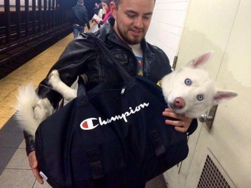 Запрет на провоз крупных собак в метро Нью-Йорка