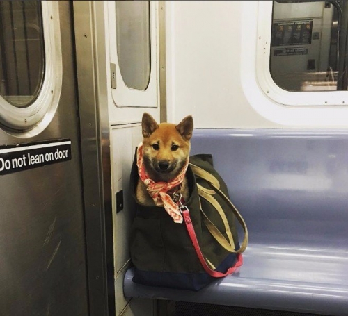 Запрет на провоз крупных собак в метро Нью-Йорка