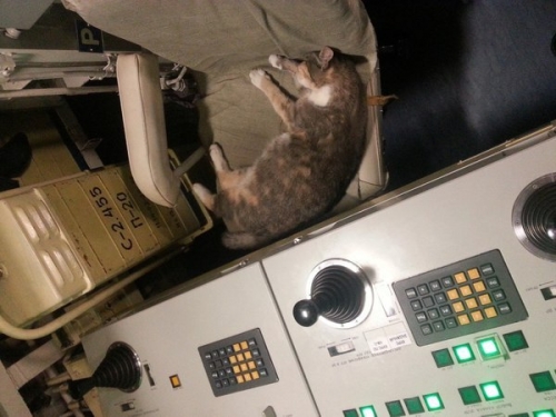 Кошка Муся, живущая на подводной лодке