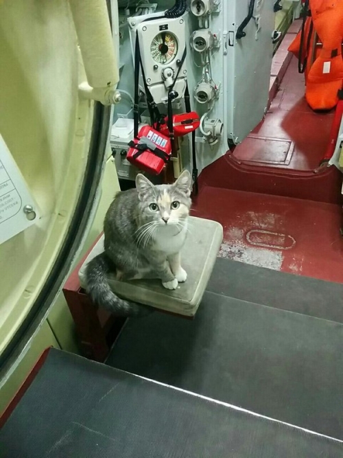 Кошка Муся, живущая на подводной лодке