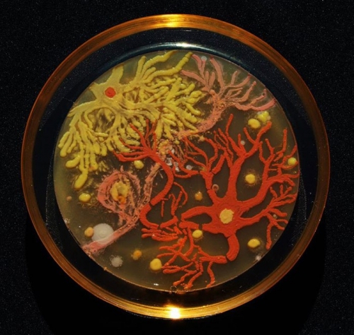 Бактериальная живопись