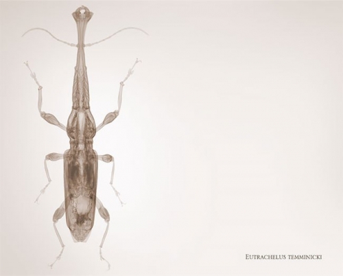 Фотограф-рентгенолог показывает мир насекомых изнутри