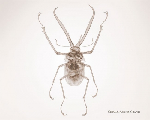 Фотограф-рентгенолог показывает мир насекомых изнутри