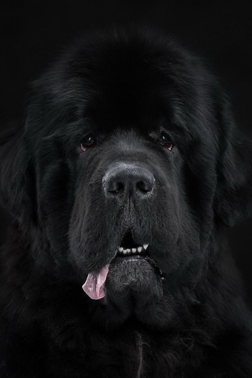 Очаровательные собаки в снимках Александра Хохлова