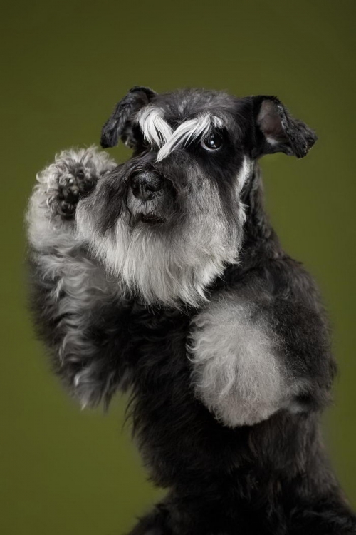 Очаровательные собаки в снимках Александра Хохлова