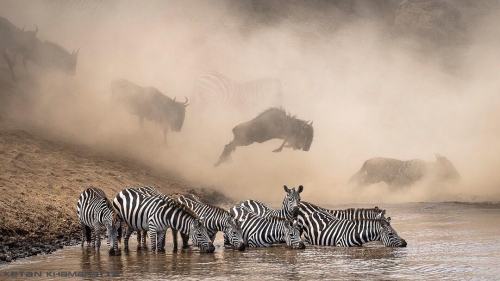 Зебры на водопое в заповеднике Масаи-Мара (Кения)
