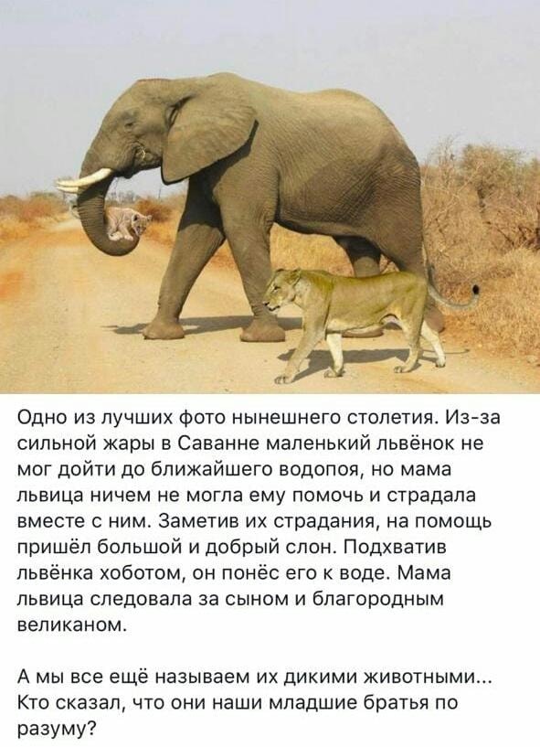 Чем больше узнаю людей, тем больше нравятся собаки