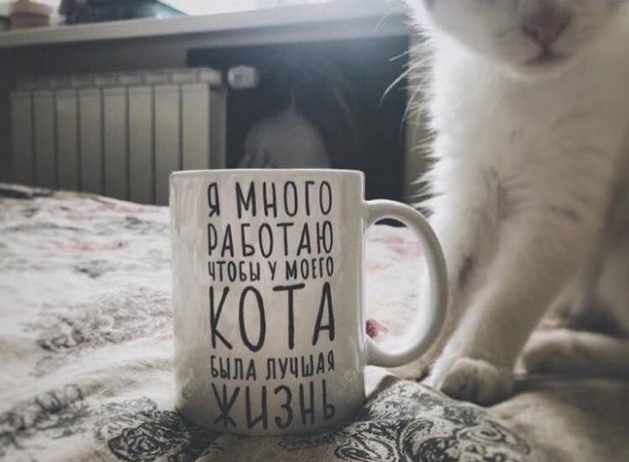 Я хожу на работу, что бы у моего кота была лучшая жизнь