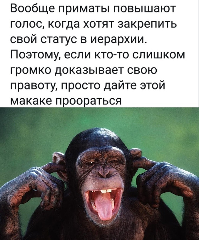 Иерархия у приматов