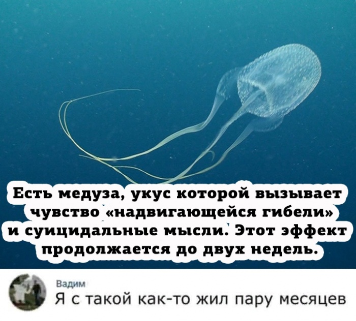 Тот факт что медуза выжила 650 миллионов лет без мозгов дает надежду многим людям картинки