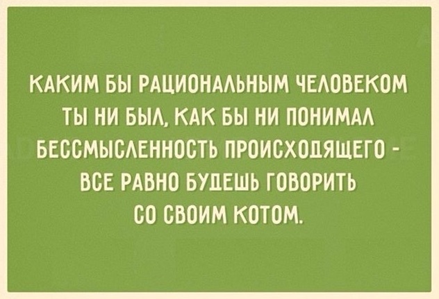 Поговори с котом