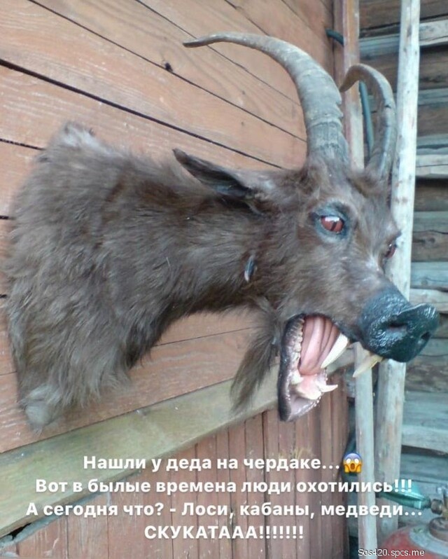 Таксидермист с юмором попался