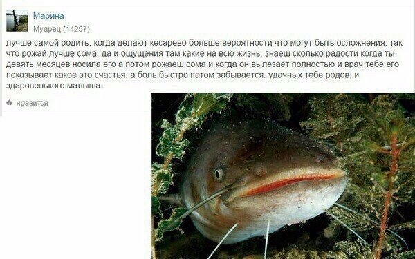 Родить сома