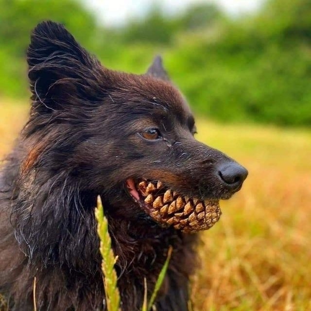 Собака с шишкой