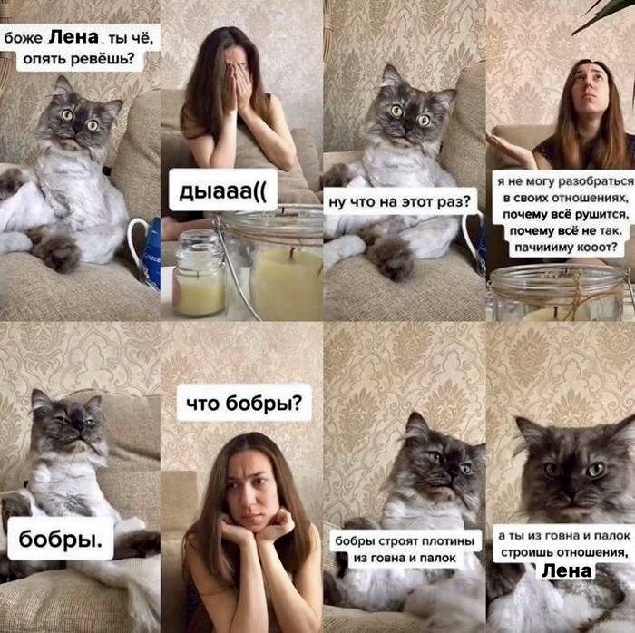 Бобры