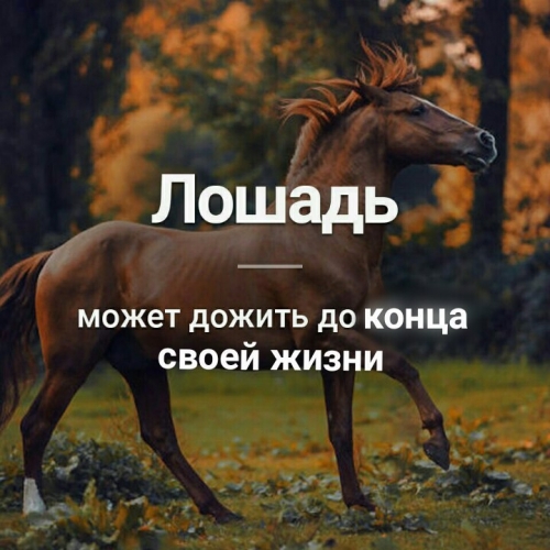 А Вы знали ?