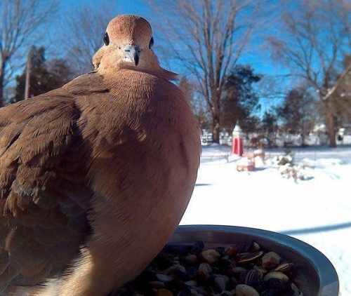 Angry birds