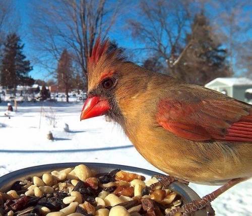 Angry birds