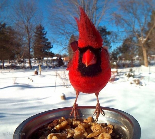 Angry birds
