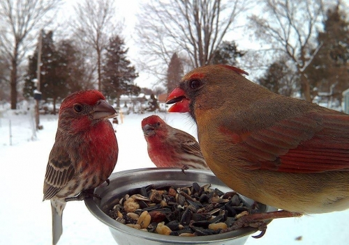 Angry birds