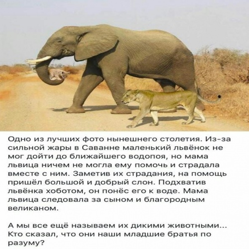 Слоны идут на водопой и тигры тоже схема предложения